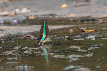Selective focus beautiful Common Bluebottle butterfly group in nature background.Butterflies with green wings eating near water.