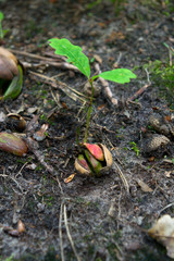From small acorn mighty oak trees grow, sprout in a forest
