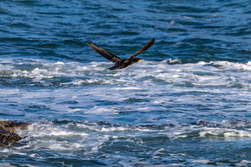Fototapeta premium cormorant