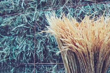 paddy rice field with green leaf beautiful close up