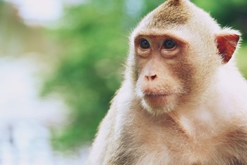 monkey at Khao Kheow Open Zoo, Pattaya Thailand