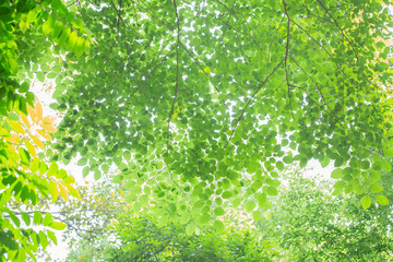 Fototapeta na wymiar Close up of green leaves on the green backgrounds