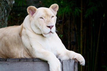 white lioness at Khao Kheow Open Zoo, Pattaya Thailand
