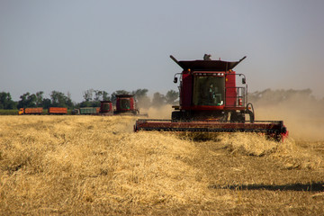 Fototapeta premium combine harvester working on field