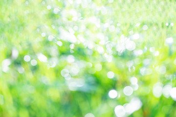 Obraz premium Green blurred bokeh background