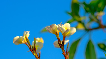 Plumeria flowers with a new morning