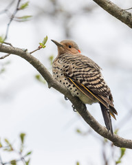Northern Flicker (Colaptes auratus)