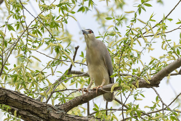Black-crowned night heron (nycticorax nycticorax)