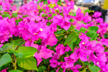 Bougainvillea Blooming in the pink background