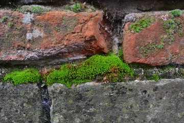 Closeup photograph of green moss on an old, weathered, brick wall.