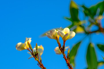 Plumeria flowers with a new morning