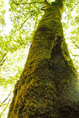 Fototapeta premium trekking Pollino national park winter forest