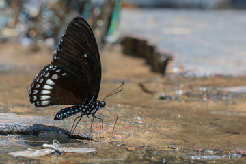 Fototapeta na wymiar A beautiful Burmese Raven butterfly in the nature background.Papilio mahadeva butterfly.