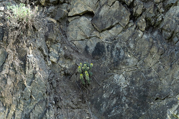 flowers on a stone surface