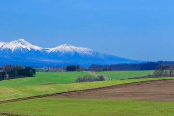 北海道美瑛　青空と草原　背景イメージ