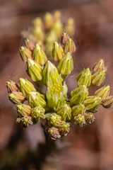 wild flowers in spring in Provence