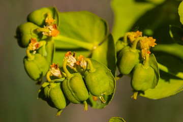 wild flowers in spring in Provence