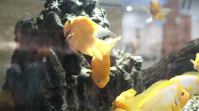 Amphilophus labiatus. aquarium goldfish. yellow fish swim in an aquarium with bubbles. close-up.