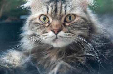 Portrait of Persian cat with unkempt long gray hair.