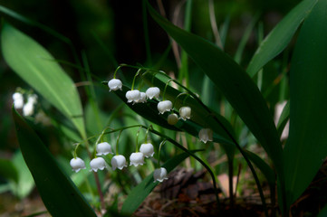 Wild, forest lily of the valley, closeup, Poznań, Poland