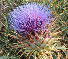 thistle in bloom