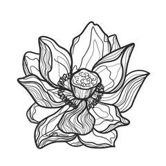 Lotus flower on white backgroung