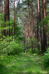 Grass path in a pine forest, Poznań, Poland