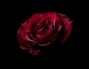 Schöne rote Rose in der Dunkelheit. Dunkler, launischer, natürlicher Blumenhintergrund. © Hanna Aibetova