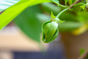 Ylang Ylang Flowers or Cananga odorata flower on tree , Thailand .