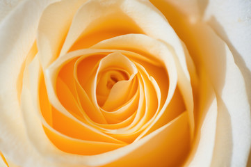Fototapeta na wymiar macro shot of beautiful apricot color rose flower. floral background