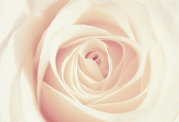 Fototapeta na wymiar vintage macro shot of beautiful apricot color rose flower. floral background