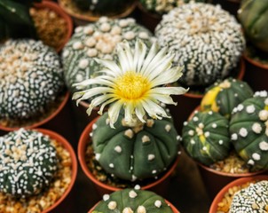 Lophophora williamsii, cactus flower blooming.