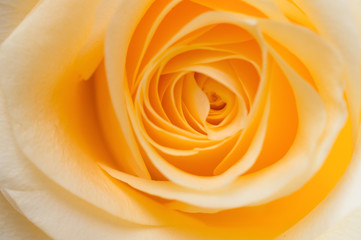 Obraz na płótnie Canvas macro shot of beautiful apricot color rose flower. floral background