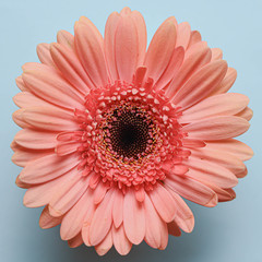 pink gerbera flower on blue background
