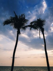 Coconut trees along the coast. 