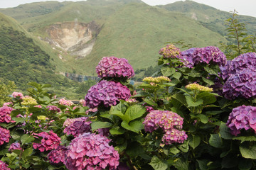 Hydrangeas (Hydrangea macrophylla) or Hortensia flowers  blossom in Yangming Mountain, Taiwan.