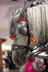 Portriat konia o jasnej maści, głowa udekorowana piękną kolorową uprzężą, Kraków