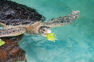 エサを食べるウミガメ