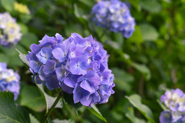 紫のあじさい