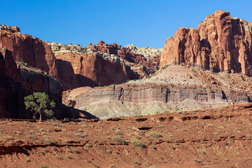 Dramaic red and white cliffs and Pinyon pine in at Capitol Reef, Utah.
