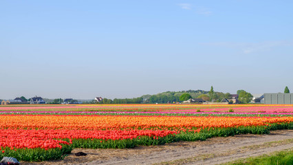 Blue sky and tulip field landscape, traditional dutch, Netherlands, Europe