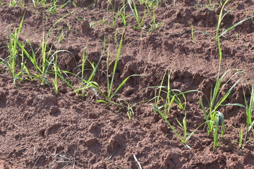A little sugar cane using a technique called meiosis. growing cane in the field. land for sugar cane production