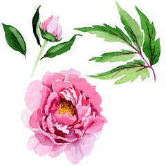 Pink peony floral botanical flowers. Watercolor background illustration set. Isolated peonies illustration element.