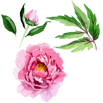 pink peony watercolor floral arrangement clip art preview