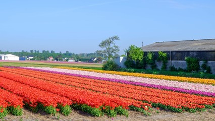 Blue sky and tulip field landscape, traditional dutch, Netherlands, Europe
