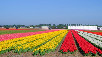 Blue sky and tulip field landscape, traditional dutch, Netherlands, Europe