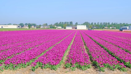 Blue sky and tulip field landscape, traditional dutch, Netherlands, Europe