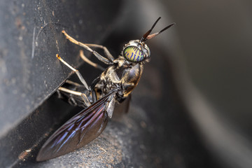 Black soldier fly laying eggs on a compost bin