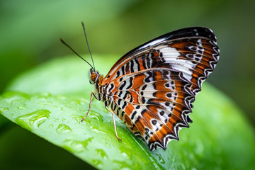 Cethosia penthesilea, the beautiful orange lacewing butterfly
