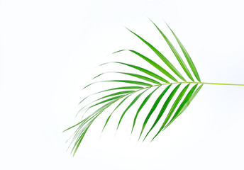 Fototapeta na wymiar Green palm leaves (Dypsis lutescens) or Golden cane palm, Areca palm leaves, coconut leaves or Tropical foliage isolated on white background